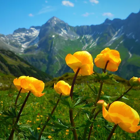 Bergmahd