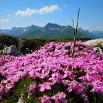 Bergmahd