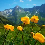 Bergmahd